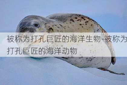 被称为打孔巨匠的海洋生物-被称为打孔巨匠的海洋动物