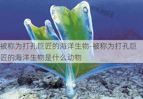 被称为打孔巨匠的海洋生物-被称为打孔巨匠的海洋生物是什么动物